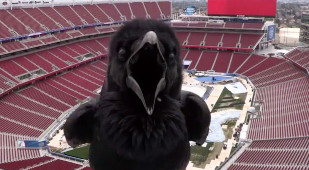 Terrifying crow videobombs Stadium Series camera - Sportsnet.ca