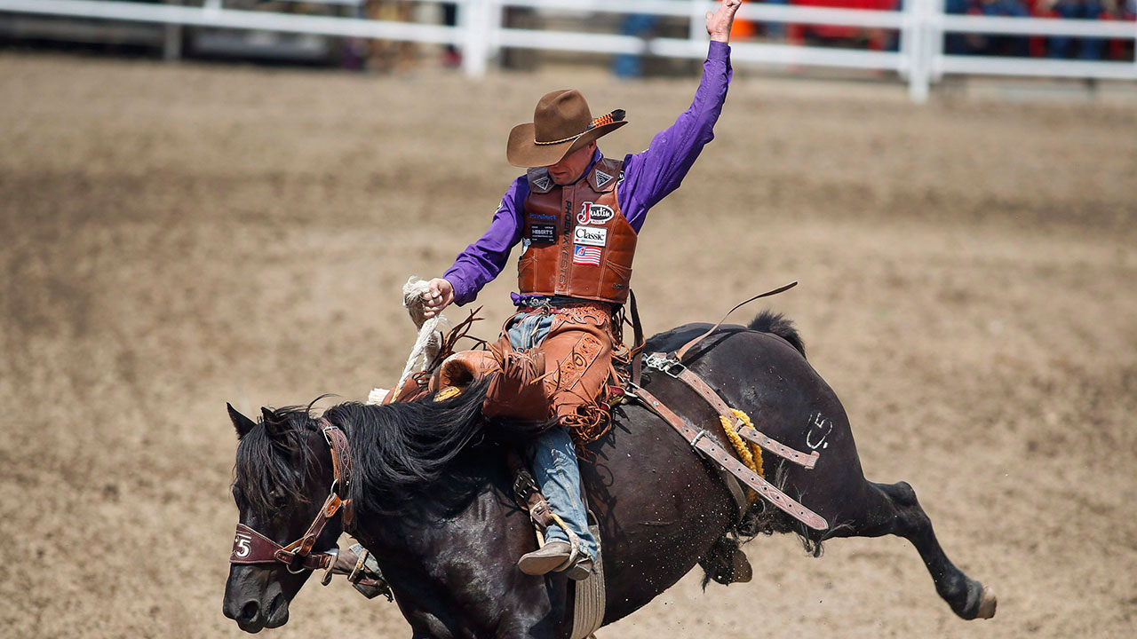 Death of horse to be reviewed at Calgary Stampede