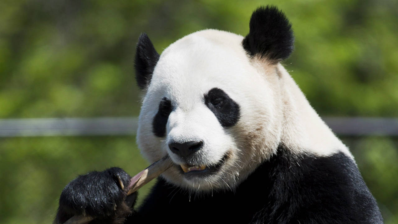 Da-Mao-eats-bamboo-at-the-Toronto-Zoo.-(Nathan-Denette/CP)