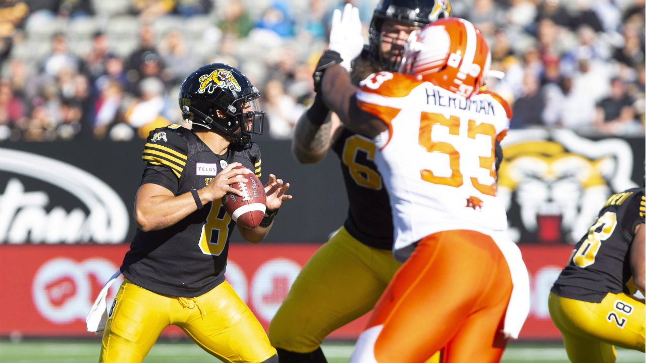 masoli-tiger-cats