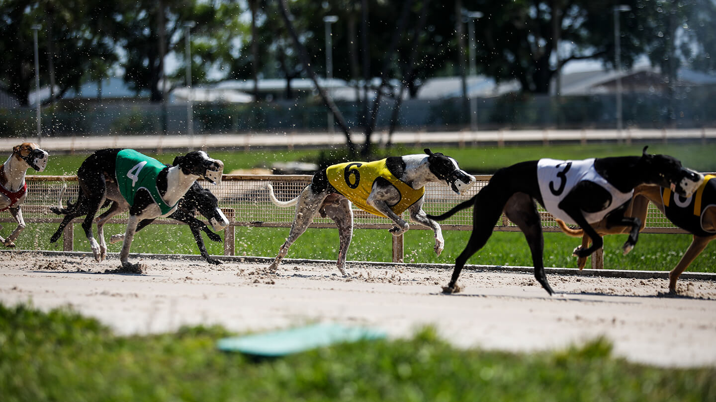 Tampa Greyhound Track Seating Chart