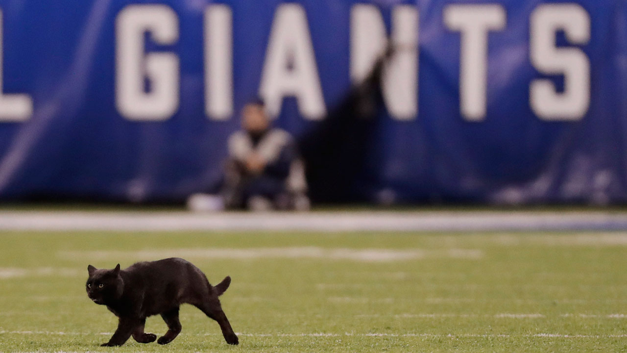nfl-black-cat-runs-on-field