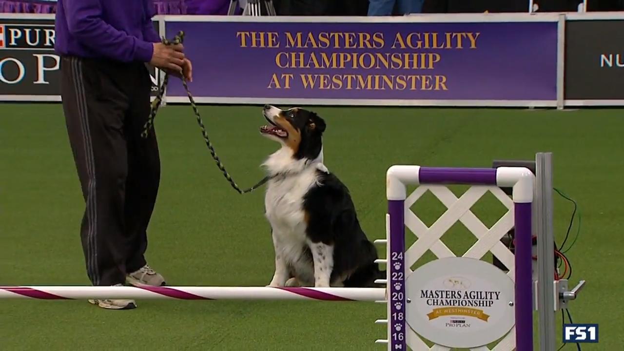 dog agility pink