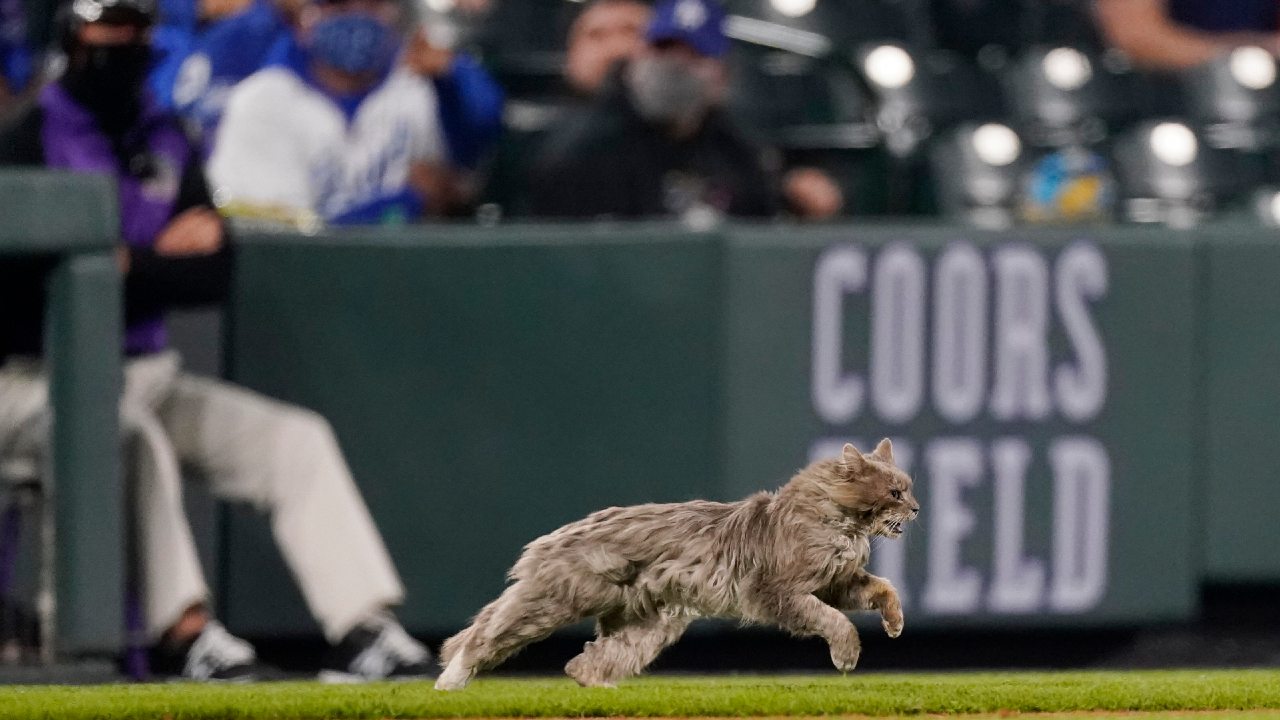 A cat runs on to the field while Colorado Rockies' Ryan McMahon faces Los Angeles Dodgers relief pitcher David Price in the eighth inning of a baseball game Friday, April 2, 2021, in Denver. (David Zalubowski/AP)

