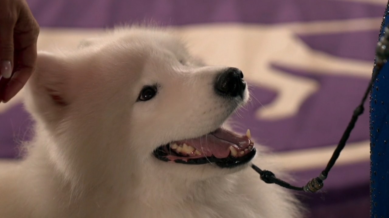 Best of the 2021 Westminster Kennel Club Dog Show thumbnail