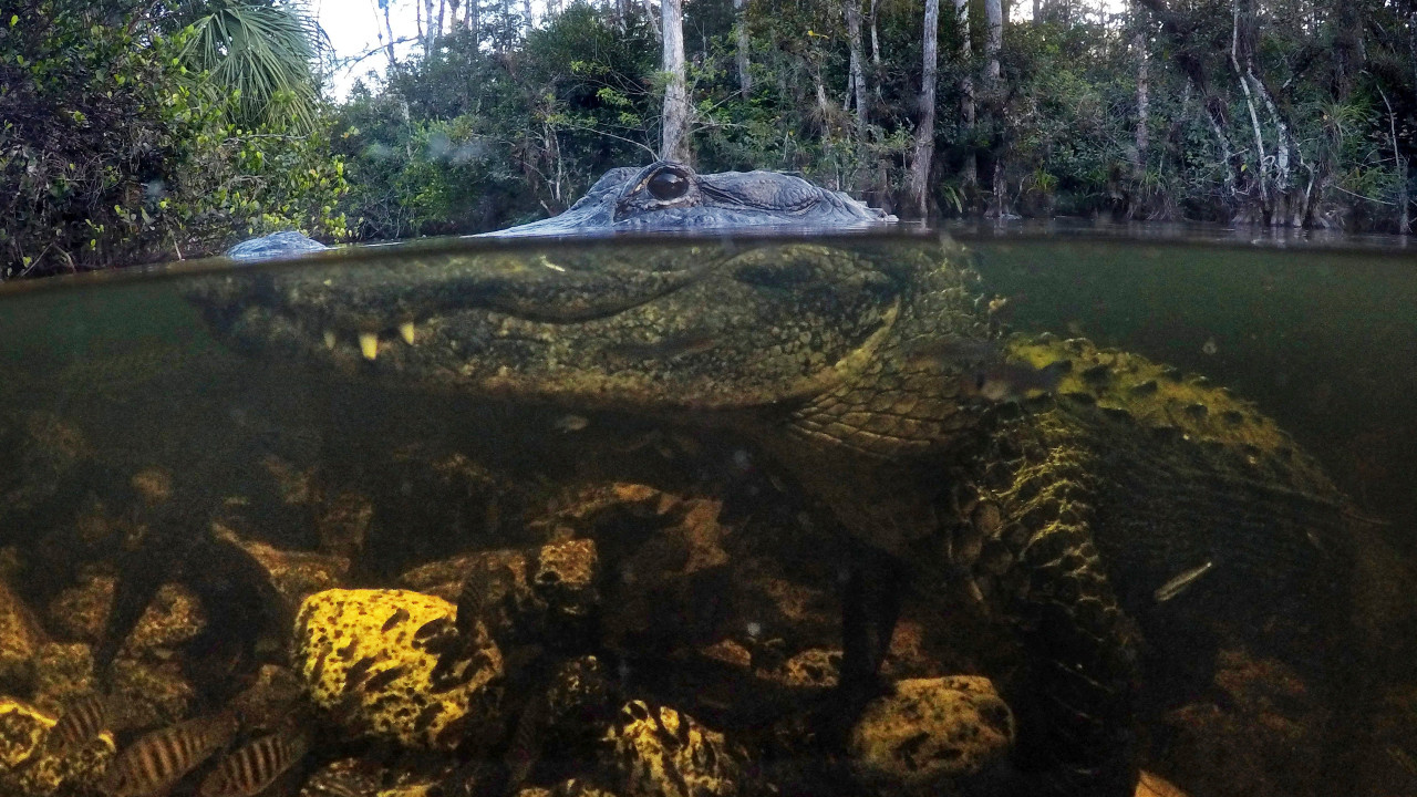 Florida's 2023 NHL All-Star Weekend could feature alligators