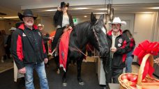 CFL tradition continues as horse Tuffy Nuff checks into Hamilton hotel