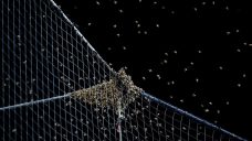 Bee delay: Dodgers and Diamondbacks start pushed back by bee swarm