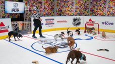 Inaugural ‘Stanley Pup’ competition to air ahead of Game 1 of Cup Final