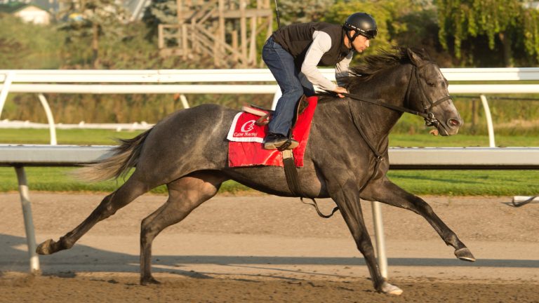Woodbine Mile contender My Boy Prince under jockey Sahin Civaci preps at Woodbine Racetrack in Toronto on Tuesday, Sept.10, 2024. He's firmly entrenched among Canada's top three-year-olds but My Boy Prince faces a stiff test Saturday. (CP/HO-Michael Burns)