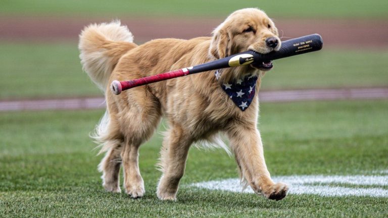 This photo provided by the Rochester Red Wings, the Triple-A affiliate of the Washington Nationals, shows Bruce the Bat Dog, a 21-month-old Golden Retriever, during a minor league baseball game between the Red Wings and Lehigh Valley IronPigs, April 5, 2025, in Rochester, N.Y. (Rochester Red Wings via AP)