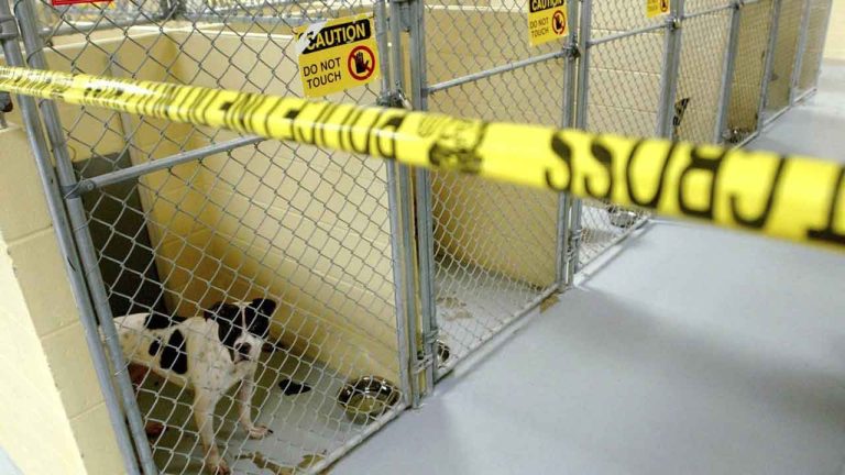 Pit bulls that were owned by former NFL football player LeShon Johnson are kept in a section of the Tulsa Animal Shelter that is marked off by tape. (John Clanton/AP)
