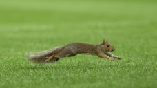 Squirrel runs onto Yankee Stadium field during Red Sox-Yankees game