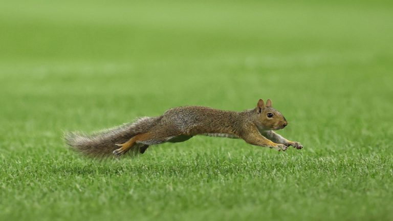 A squirrel runs on the field during the fourth inning of a baseball game between the New York Yankees and the Boston Red Sox on Friday, Aug. 22, 2025, in New York. (Pamela Smith/AP)