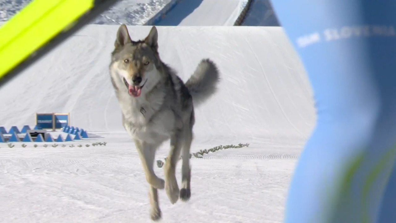 Local dog makes an appearance at women’s cross-country team sprint