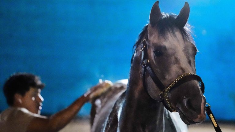 Kentucky Derby entrant Fulleffort gets a bath after a workout at Churchill Downs Monday, April 27, 2026, in Louisville, Ky. (AP Photo/Charlie Riedel)