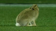 Furry friends make unscheduled CFL debut at Stampeders game